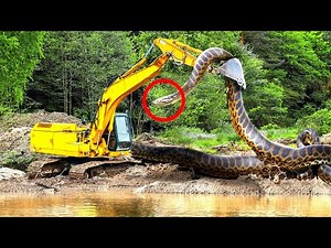 The Most TERRIFYING Gorilla Encounters Of All Time