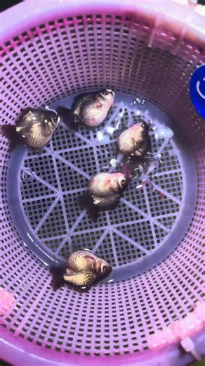 Oranda goldfish fry! Shipment in one batch! #goldfish #koi #fish