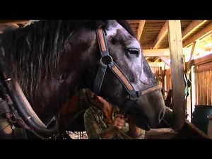 Economics of Draft Animal Power