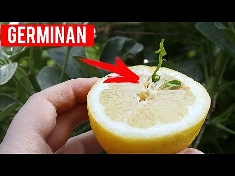 How to germinate lemon seeds - Never fail -