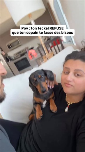Pareil chez vous ? 😂 CD : @ollie.theweenie — Pour ceux souhaitant adopter un teckel, nous avons conçu un guide complet sur la race ⤵️ - Préparation à l’adoption - Recommandation d’élevages - Accueil à la maison, éducation Et d’autres chapitres pour vous aider à réussir votre adoption sans stress ! 👉 Disponible en cliquant sur le lien en bio ou sur www.teckeltrotteur.com #teckel #teckeltrotteur #teckelofinstagram #teckelpuppy #teckellove #teckellovers #chiensaucisse | Teckel Trotteur