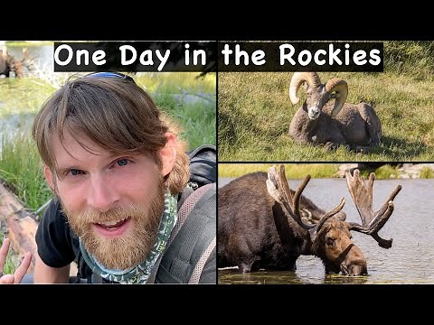 Rocky Mountain National Park Wildlife Trip | 1 day | 2020