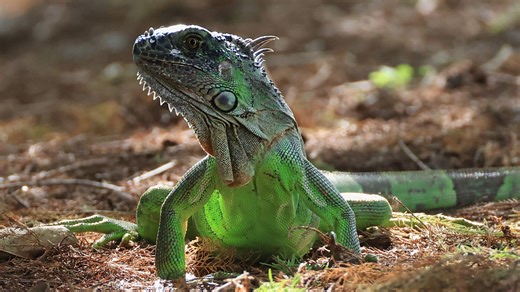 Residents in Florida are being warned about falling iguanas as wintry weather settles in, causing the animals to freeze up and subsequently fall out of trees. | Sky News Australia