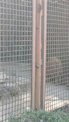 アカカワイノシシ 愛媛県立とべ動物園