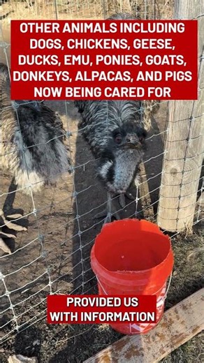 60 Animals Seized from Omaha Property Including Emu, Zebras and More