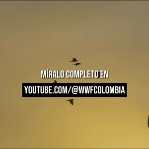 🙌🌿 El baile en Umancia #Putumayo es una oportunidad única para transferir conocimientos tradicionales como parte de agradecimiento. Así trabajamos junto a las comunidades para la conservación del territorio en la Amazonia 👉https://bit.ly/3upmfrC | WWF Colombia