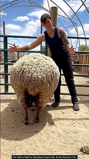 Amazing Sheep Shearing Process