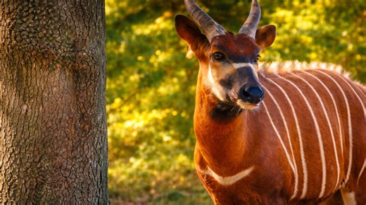 One of the most fascinating animals in the world