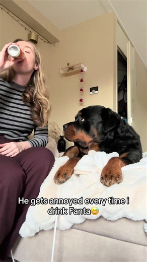 Rottweiler's Reaction to Fruity Drinks
