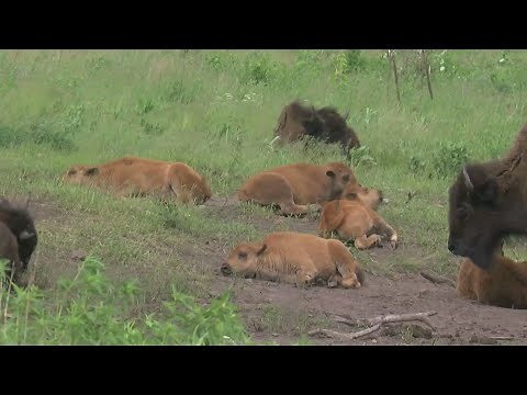 Finding Minnesota: Minneopa Bison
