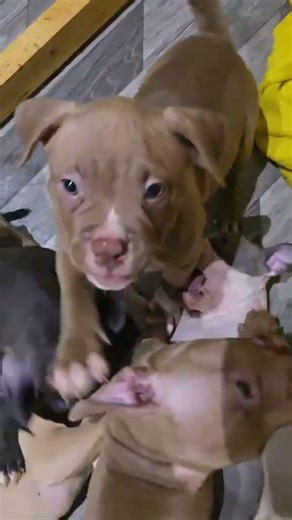 #geizerlubvikannel #americanbully #puppy #Pets