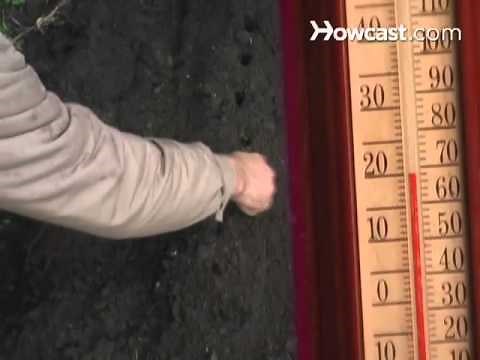 How to Grow Fava Beans