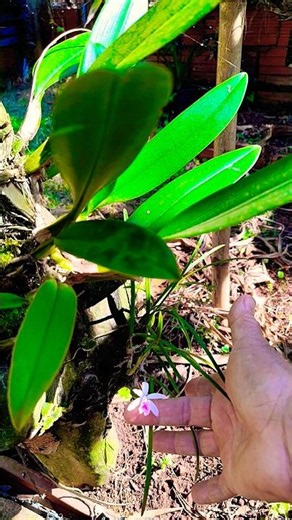 My Delicate Mini Cattleya 🌸 A Beautiful and Very Fragrant Flower #orchid #flowers