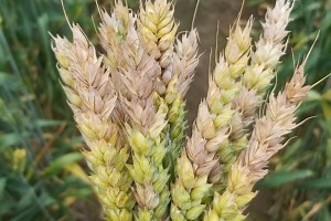 Wheat Diseases
