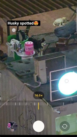 Don't ignore that labrador 🥰 #petcare #husky #labrador