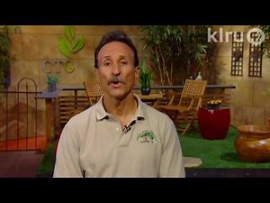 Why red oak leaves yellow in summer: Central Texas Gardener Guy LeBlanc