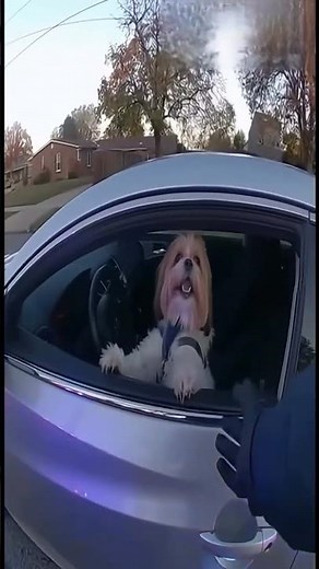 Dog Gets Pulled Over by Police 🚓😂 | Funny Dog Driving Video | Viral Animal Short 2025