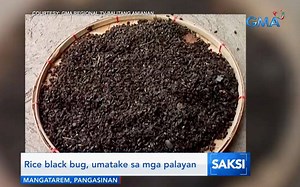 PANOORIN: Inatake ng rice black bug ang mga palayan sa Mangatarem, Pangasinan. | GMA News