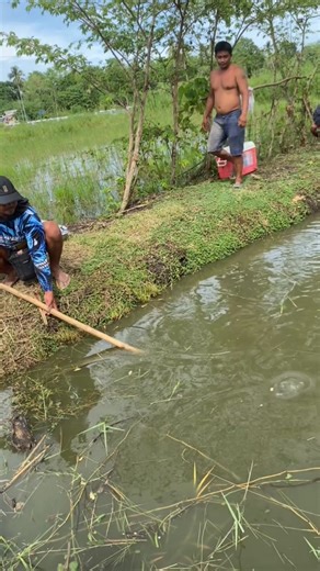 Tilapia Harvesting #fblifestyletyle | Islander Vlog
