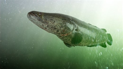 The Snakehead Is a Snake Fish out of Water