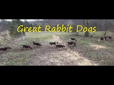 Rabbit Hunting with Great dogs/Running rabbits with Beagles/Training rabbit dogs/ 2019