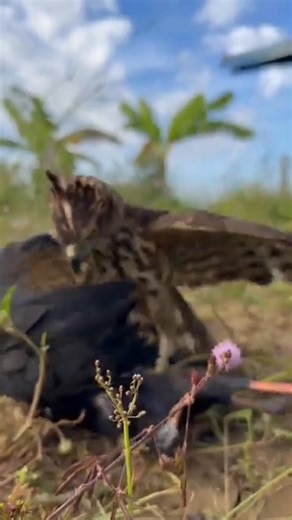 The hawk attacks Purple Swamphen | AmericanEagle