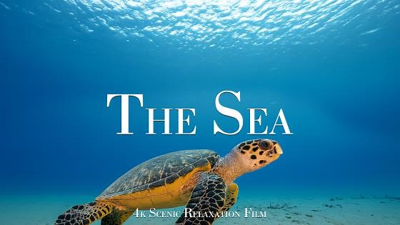 Keindahan Bawah Laut dalam 4K