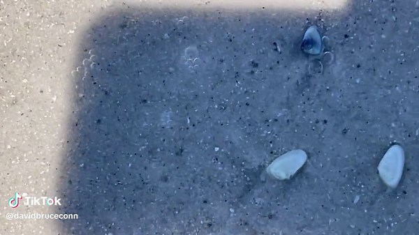 Little coquina clams washed up by surf and diving quickly back into the sand as the wave recedes. #ProfConn reports