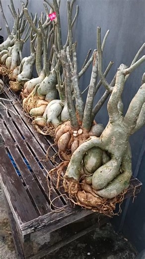 Large stem Adenium Grafting Material 👌
