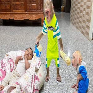 103K views · 2.3K reactions | CUTIS's cute confusion while busy taking care of Baby monkey & Newborn baby朗 #reels #reelfb #funny #fyp #adorable #animal #monkey #babymonkey #MonkeyBaby #monkeys #animals #worlkindessday | Monkey Cutis Family | Facebook