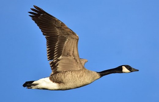 How do geese know how to fly south for the winter? - The Weather Network