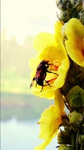 Dolby Vision Demo 4K HDR - Small World