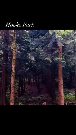 Hooke Park walk excerpts. Delve deep into the mystical woodland of Hooke Park. Weave between the gnarly oaks, towering beech and lines of red cedar, the floor under the dark canopy broken by shards of sunshine and architectural creations by the hidden school. Follow the footsteps of Iron Age tribes and medieval hunters through a landscape of deep ravines and Holloways. Climb back up the hill to Drakenorth, named after a dragon that protected treasure, possibly looted from the nearby Powerstock C