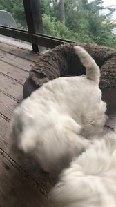 Piper wants the donut bed. Pickles tries to ignore her. Then the fun begins 😂 | The Piper Chronicles