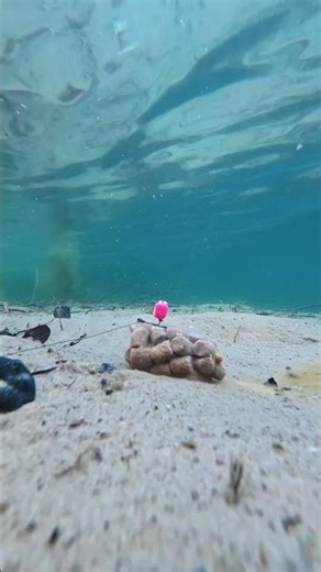 PVA Stick unter Wasser 🎣 #karpfenangeln #pvabag #unterwasser #carpfishing #carprig #CarpAngling