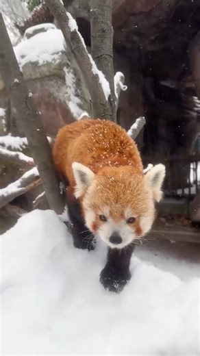 Our Most-Viewed Video of the Year goes to… Khumbie enjoying a Philly snow day! ☃️ Thank you to everyone who watches and engages with our content— helping us share our passion for conservation to help save wildlife and to be a place where transformative memories are made. 💕 | Philadelphia Zoo