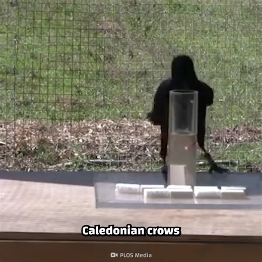 Crows are smarter than parrots! | Crazy Creatures