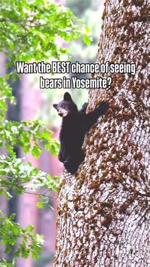 Seeing a Bear in Yosemite? Here’s What You Need to Know! 🐻🏔️