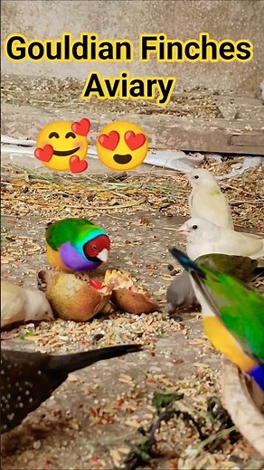 Gouldian Finches Enjoying Their Aviary | Colorful Birds Short | Relaxing Bird Moments”