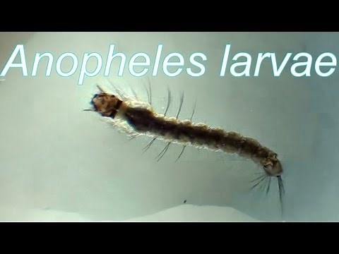 Anopheles larvae