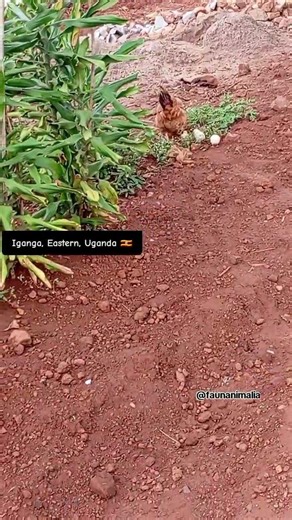#Poulette #Chicken #Poultry #Africa #fauna #Poulet