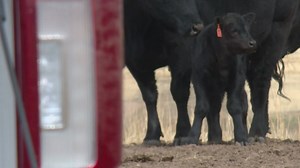 Number of missing cows from northern Colorado grows as ranchers report more losses