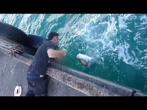 Huge Fish Without Rod