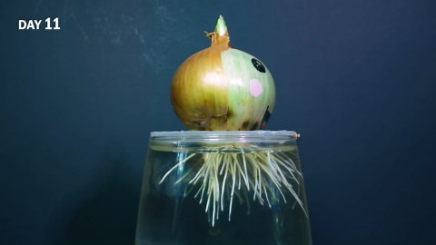 Onion Root Growth Time Lapse (40 Days)
