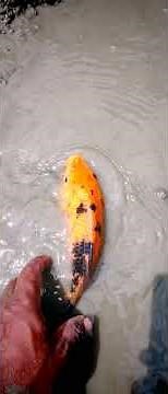 Traditional Fishing Techniques: How to Set the Perfect Trap​।