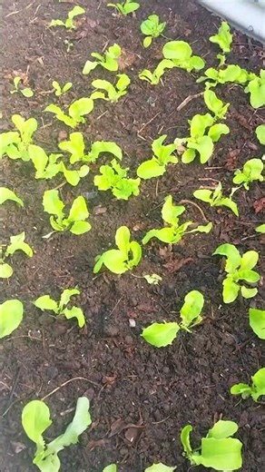 Life in My Small Kitchen Garden: Seedlings, Chickens & Ducks! 🌿🐥 EP454