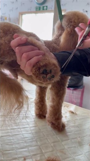 Dog grooming session before and after cockapoo #grooming #cockapoo #dog