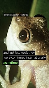 The Mountain Mist Frog is the latest Australian animal in a long, long line of extinctions. This beautiful tropical frog hasn't been seen in over twenty years, and has just been formally listed as extinct 💔 We desperately need strong nature laws, so we don’t tragically say goodbye to more precious wildlife like the Mountain Mist Frog. Sign the petition 👇 https://acf.to/3Gc4jUn | Australian Conservation Foundation