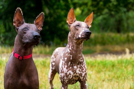 Have a Hairless Dog? Here's How to Groom Them Properly