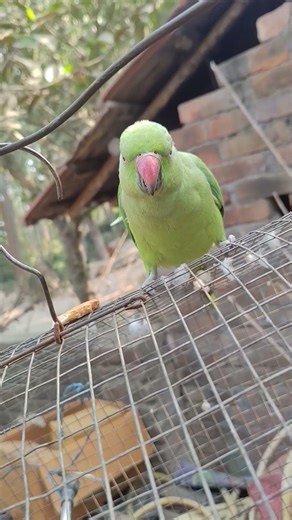 female parrot angry sound papa #youtubeshorts #parrot #youtubeshorts